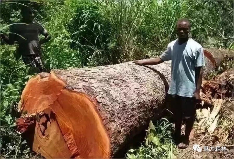 QQ圖片20200611211803