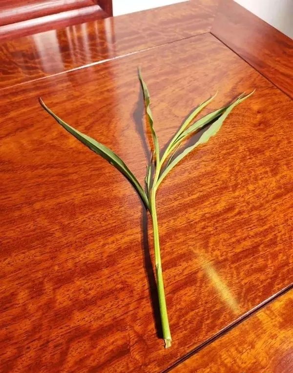 緬甸花梨（學名：大果紫檀）