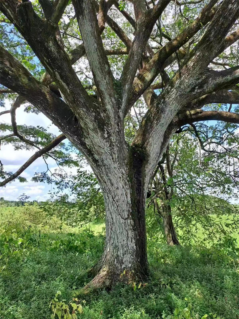 善百年原木大板茶臺